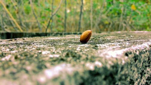 Surface level of snail