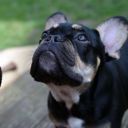 Close-up portrait of dog