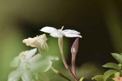 Close-up of white flowering plant