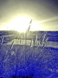 Scenic view of field against sky during sunset