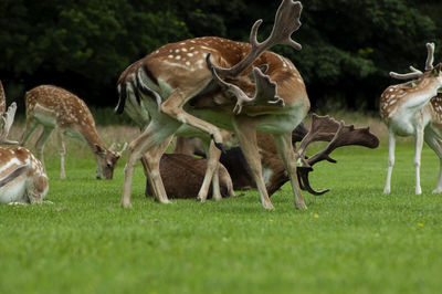 Deer in a field