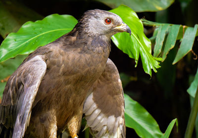 Close-up of hawk