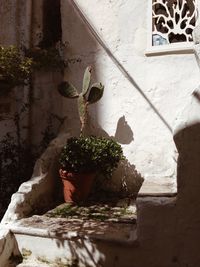 potted plant