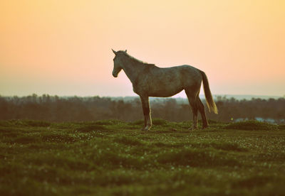 Horse standing on field during sunset