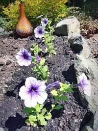 High angle view of purple flowering plants