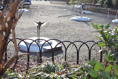 Birds perching on flower