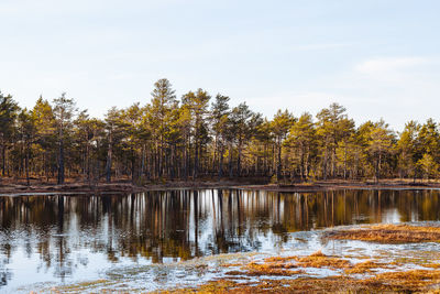 View of trees in lake