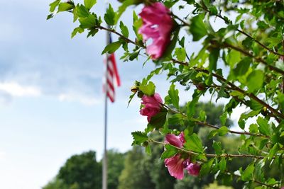 Low angle view of pink flowers blooming on tree against sky