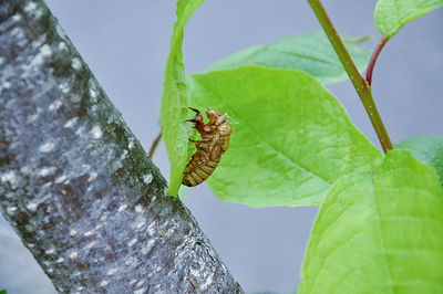 Close-up of insect on leaf