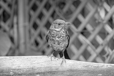 Close up of juvenile young blackbird brown feathers perched on wooden surround black and white image