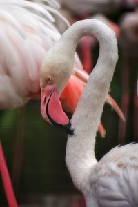 Close-up of a bird