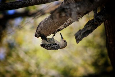 Close-up of a bird feeder