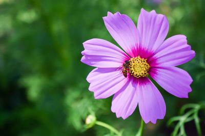 Close-up of bee on pink cosmos flower blooming outdoors