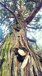 Low angle view of tree trunk