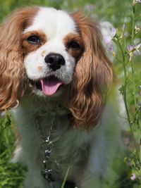 Close-up portrait of a dog