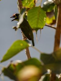 Close-up of bird perching on plant
