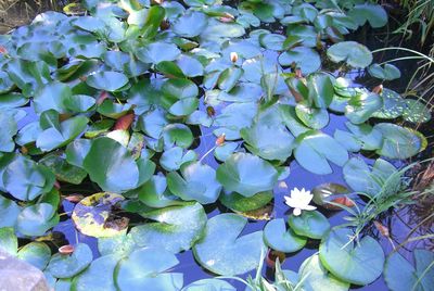 High angle view of purple flowering plants