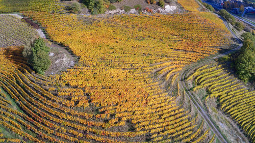 High angle view of agricultural field