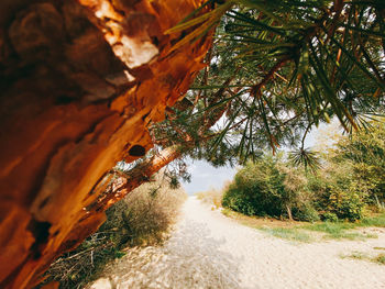 Road amidst trees and rocks