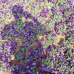 Full frame shot of purple flowers