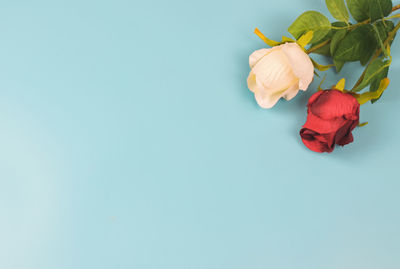 Close-up of rose against white background