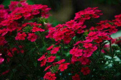 Close-up of red flowers blooming outdoors