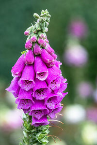 Close-up of pink flowering plant