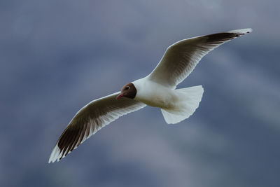 Low angle view of seagull flying in sky