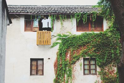 Ivy growing on house