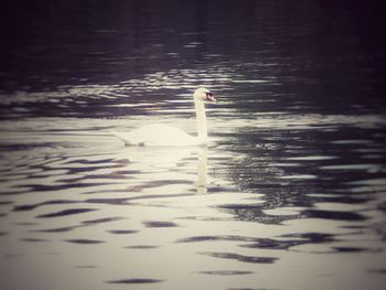 Swan swimming in lake