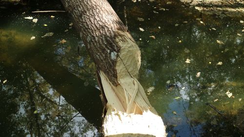 High angle view of tree trunk by lake