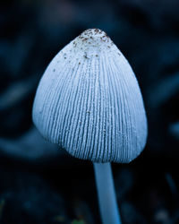 Close-up of mushroom growing on land