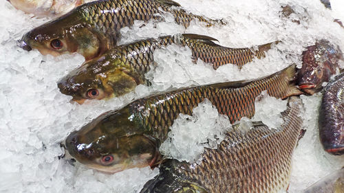 High angle view of fish for sale in market