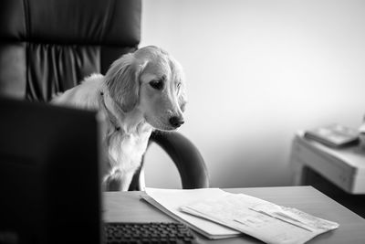 Cute dog golden retriever labrador using computer in modern office,business concept, black and white