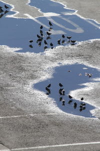 High angle view of birds in water at street