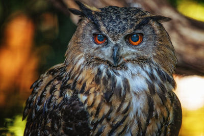 Close-up portrait of owl