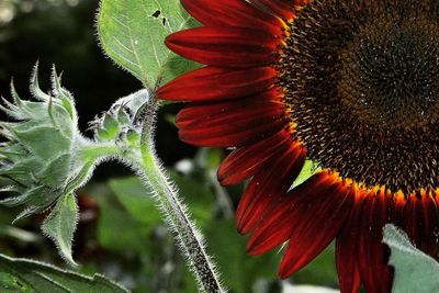 Close-up of sunflower blooming outdoors