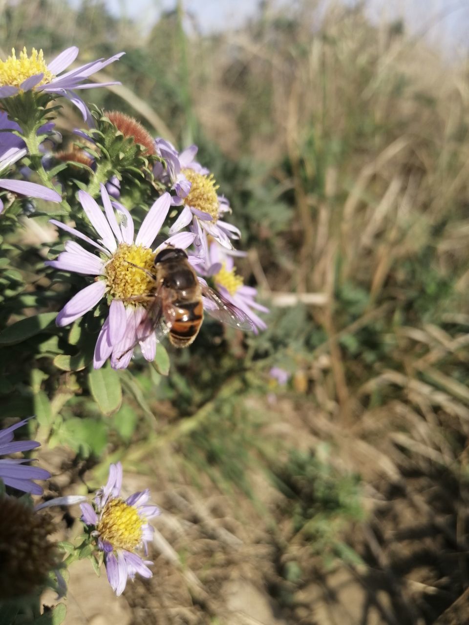 CLOSE-UP OF HONEY BEE ON PURPLE FLOWERING