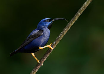 Close-up of bird perching on branch