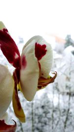 Close-up of red flower