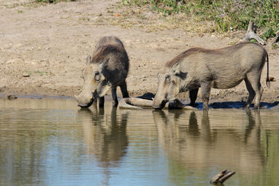 View of two drinking water in lake