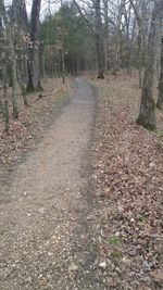 View of trees in forest