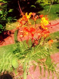 Close-up of flowers