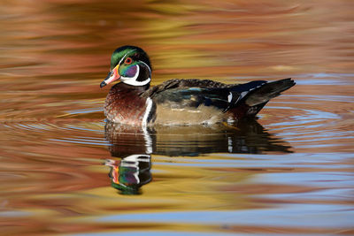 Close-up of duck swimming in lake