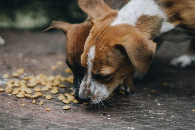 Close-up of dog relaxing on footpath