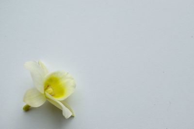 Close-up of white flower