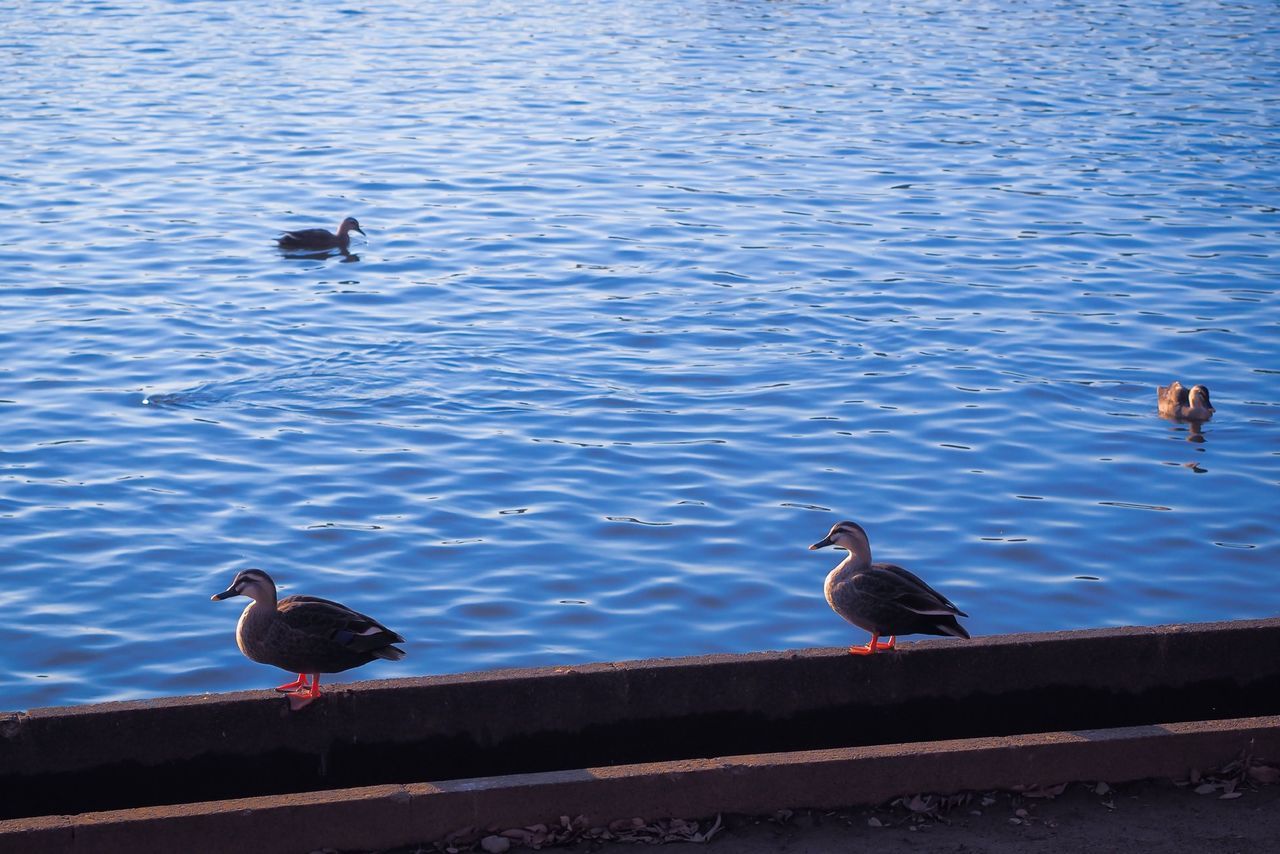 bird, animal themes, animals in the wild, wildlife, water, duck, two animals, perching, three animals, lake, togetherness, nature, mallard duck, outdoors, zoology, no people, railing, medium group of animals, day, rippled