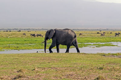 Side view of elephant in a field