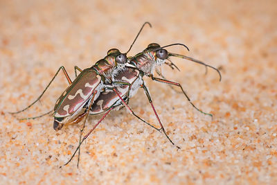 Close-up of insect