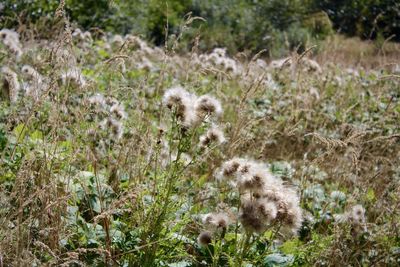 Close-up of dandelion in field